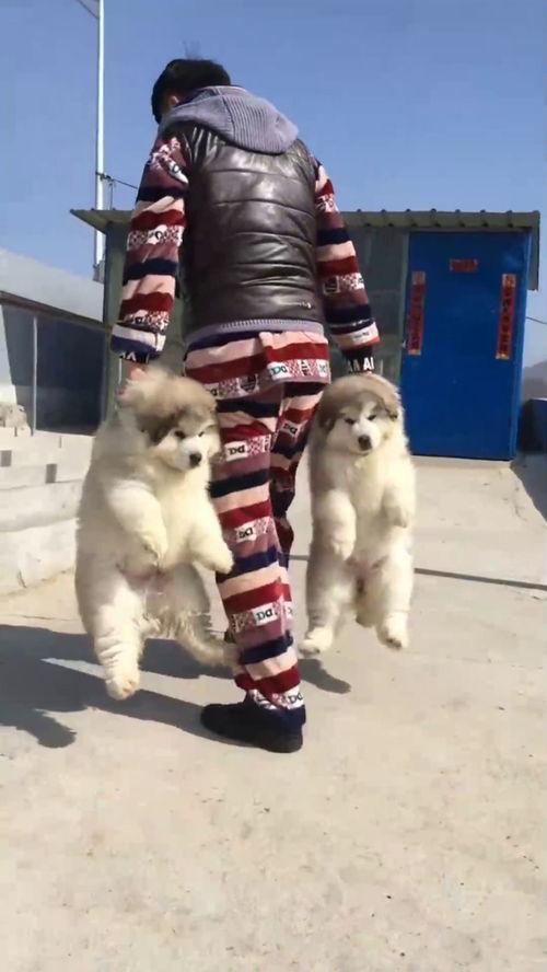 喵星娱乐吃瓜群众,吃瓜群众揭秘娱乐圈幕后真相