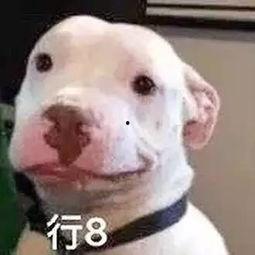 娱乐圈吃瓜小狗是谁,揭秘神秘网友背后的真实身份