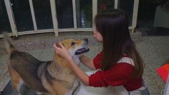 娱乐吃瓜酱大哥爱小狗,娱乐吃瓜酱大哥与小狗的温馨日常