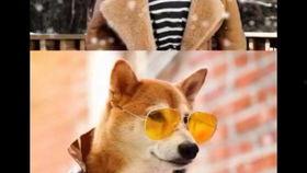 娱乐吃瓜酱怕狗大哥