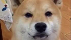 娱乐吃瓜酱怕狗大哥